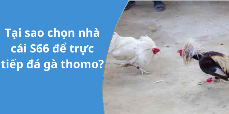 Tại sao chọn nhà cái S66 để trực tiếp đá gà thomo