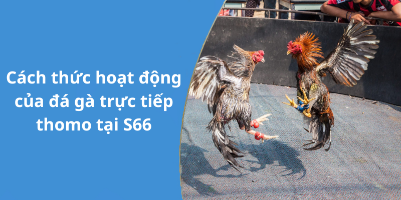 Cách thức hoạt động của đá gà trực tiếp thomo tại S66